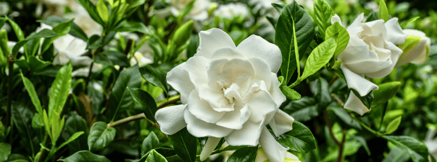 5 Evergreen Shrubs to Plant Now for Instant Curb Appeal