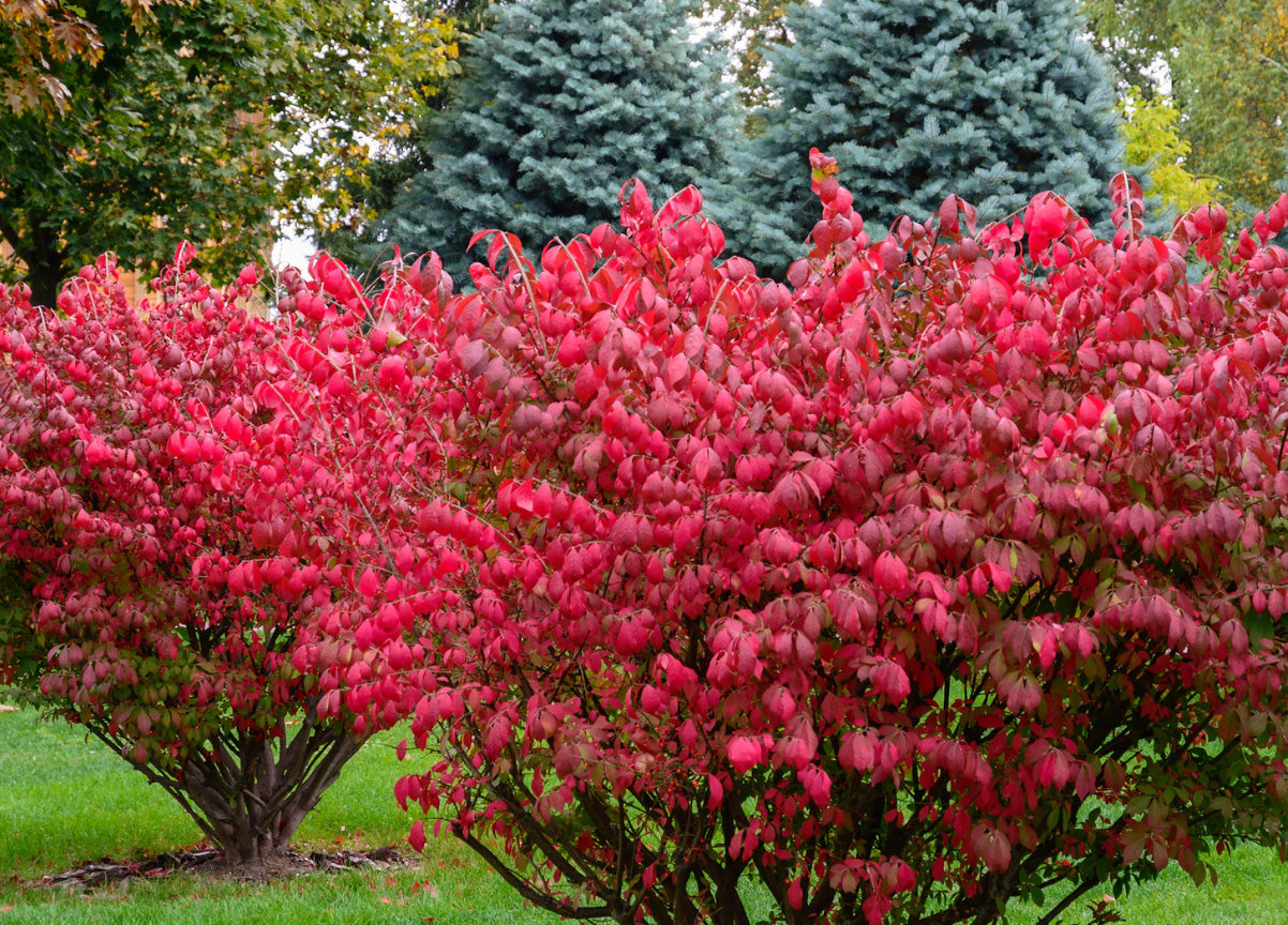 Plants That Shine From Summer Heat to Fall Color – GoBuyPlants
