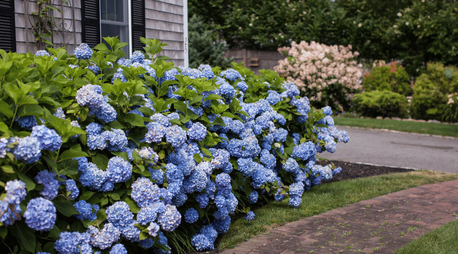 How to Care for Hydrangeas in the Summer Heat | GoBuyPlants