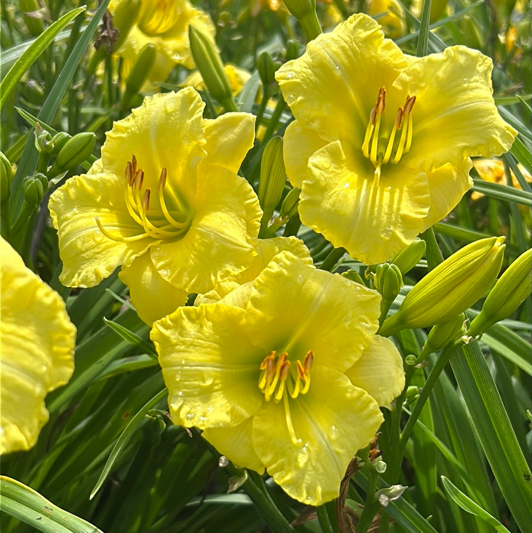 Fragrant Perennials GoBuyPlants fragrant-perennials-gobuyplants