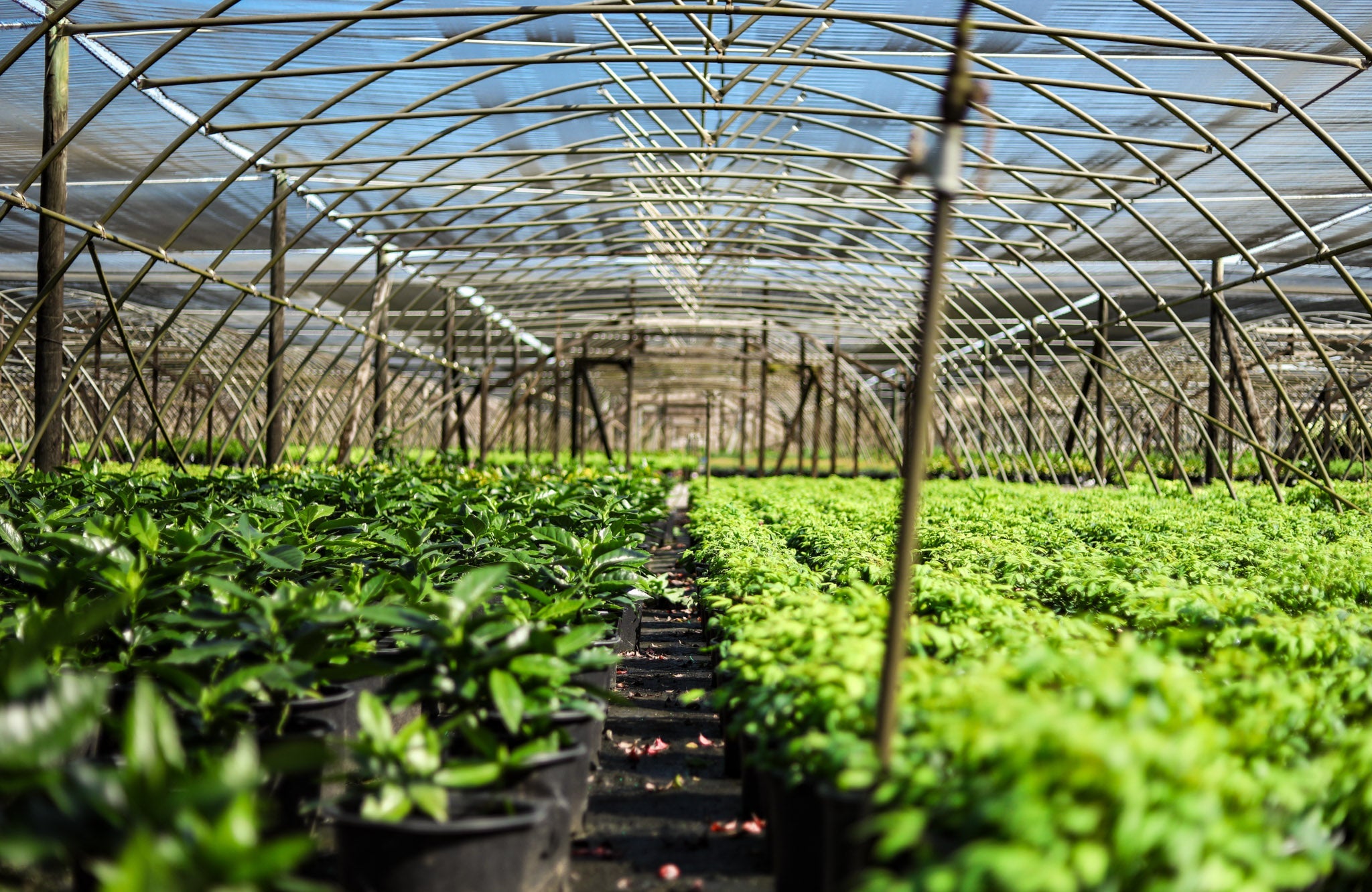 Plant Catalog | GoBuyPlants