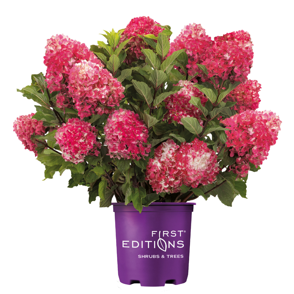 Hydrangea p. Spring Sizzle® | GoBuyPlants