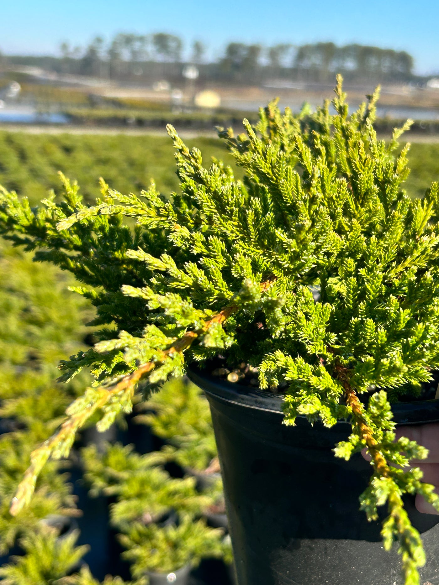 Juniperus chinensis sargentii 'Viridis'  ~ Sargent Green Juniper