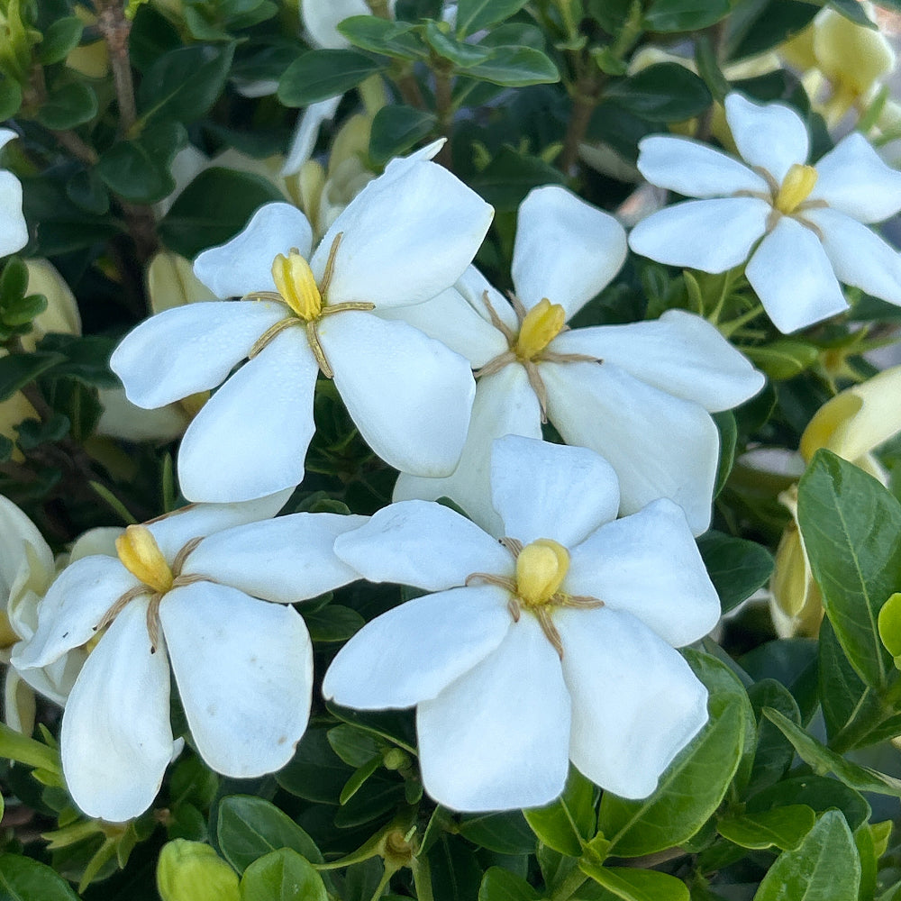 gardenia427 様 Kleim's Hardy Gardenia - Gardenia jasminoides 'Kleim's Hardy