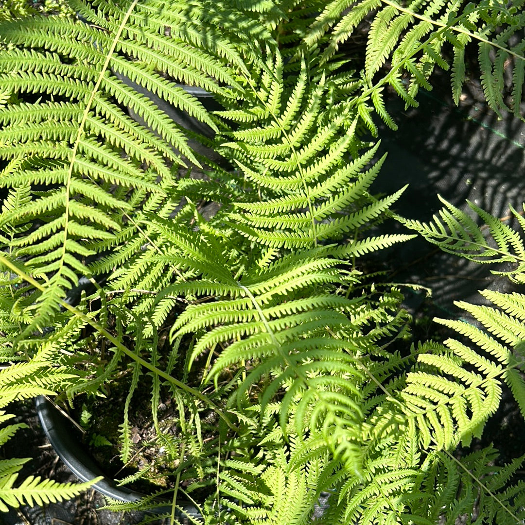 Fern-T. Southern Wood