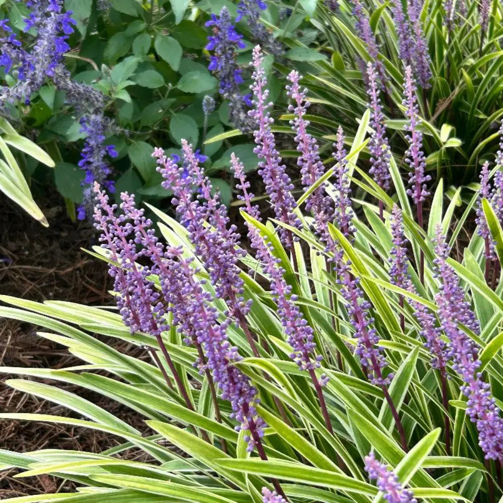 liriope variegata Liriope Variegata