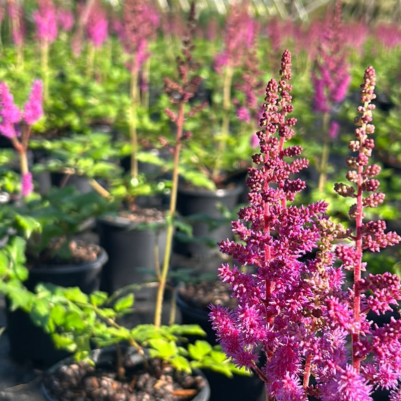 astilbe plant in pot Astilbe Visions