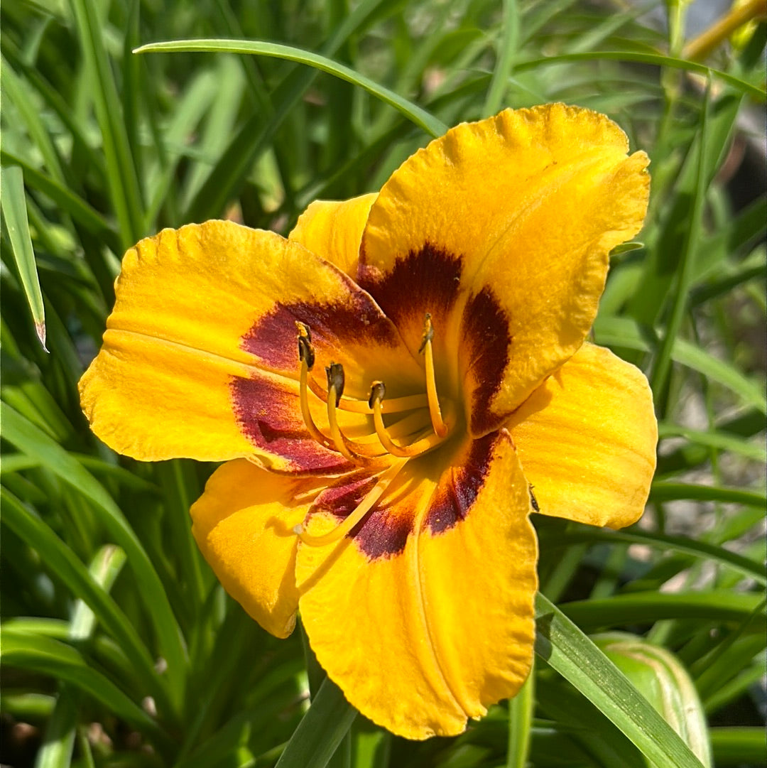orange day lily flower Hemerocallis Kokomo Sunset™