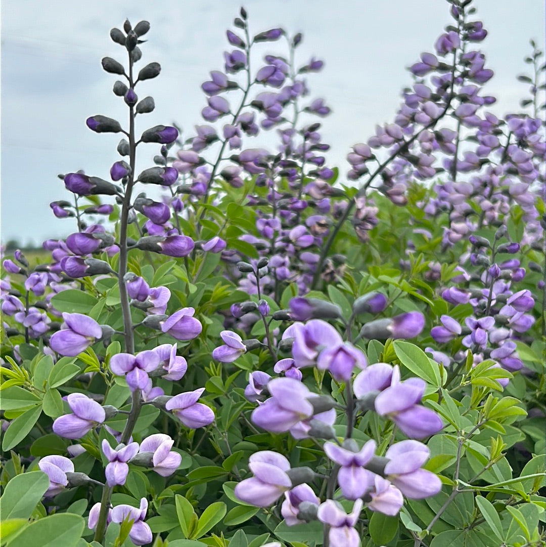 is it safe to smoke lavender flower Baptisia Purple Smoke