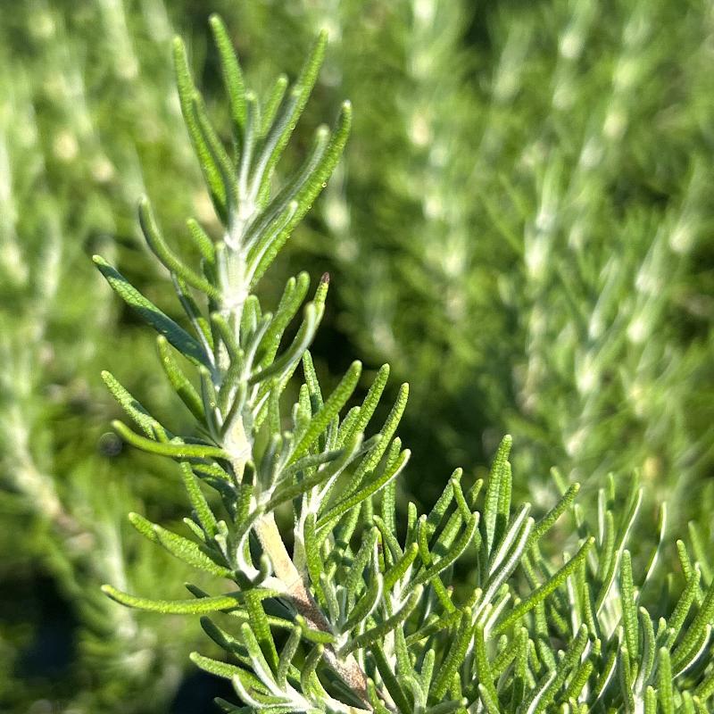 Rosemary Chef's Choice® ~ PP18192 | GoBuyPlants®