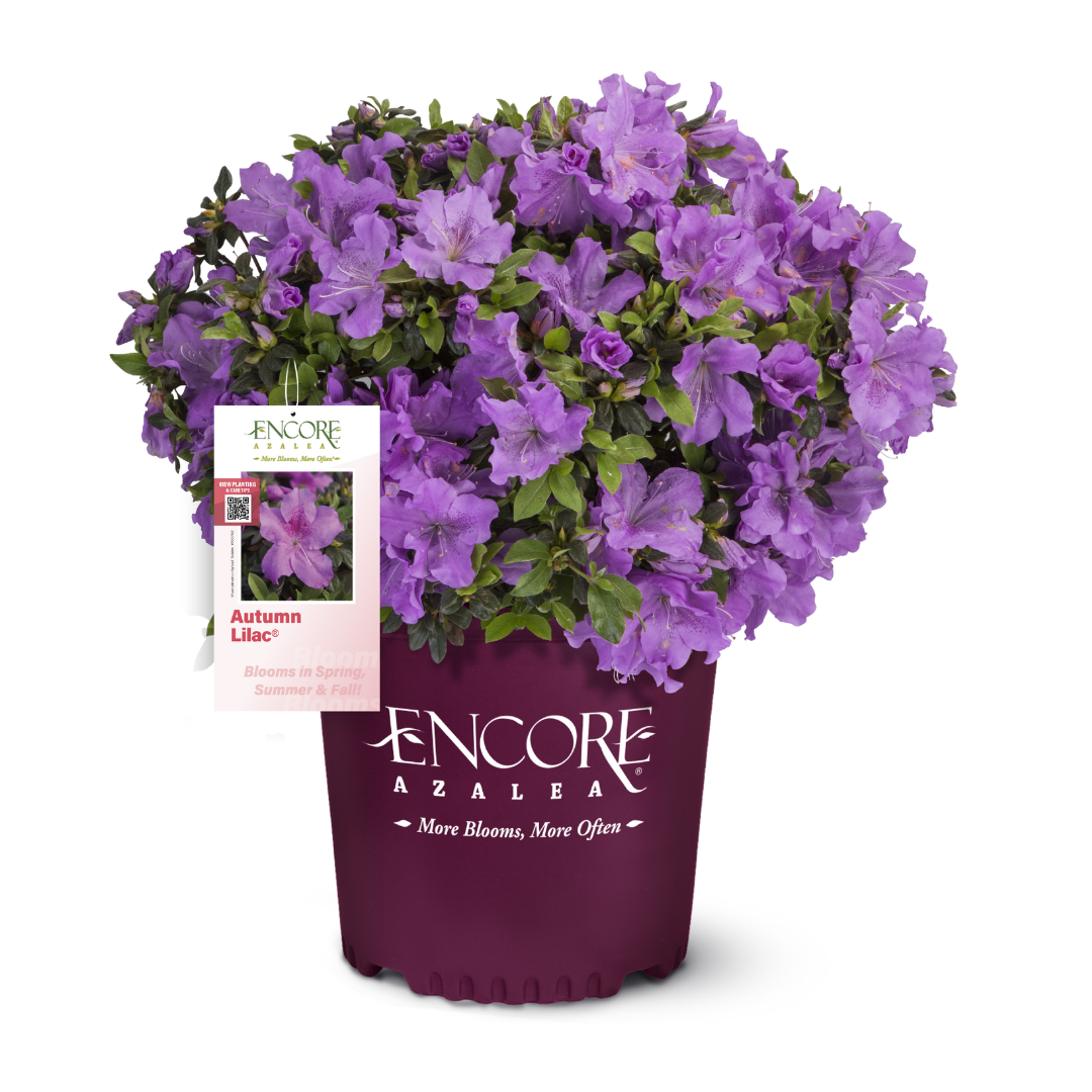 Azalea Encore® Autumn Lilac® | GoBuyPlants