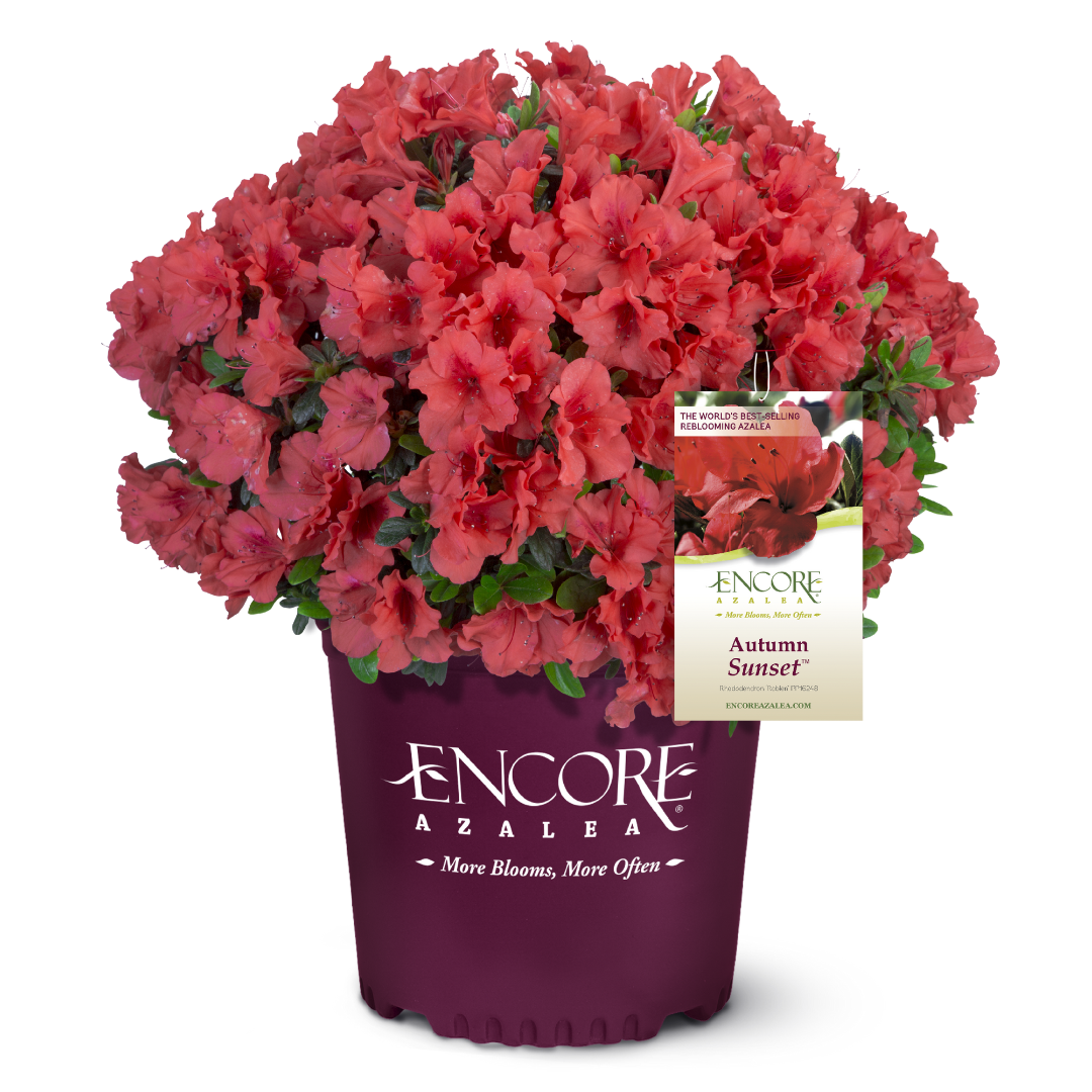 autumnページ Azalea Encore® Autumn Sunset® | GoBuyPlants
