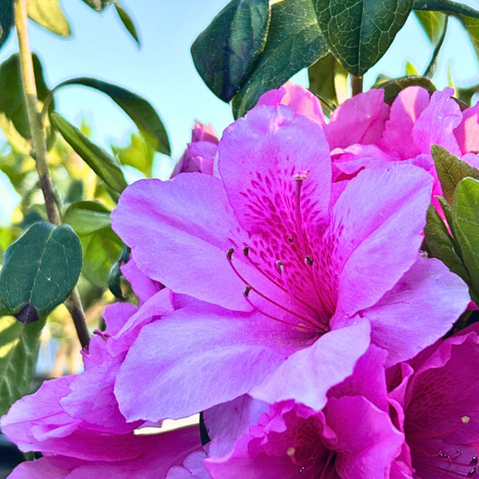 Azalea Pink Ruffle