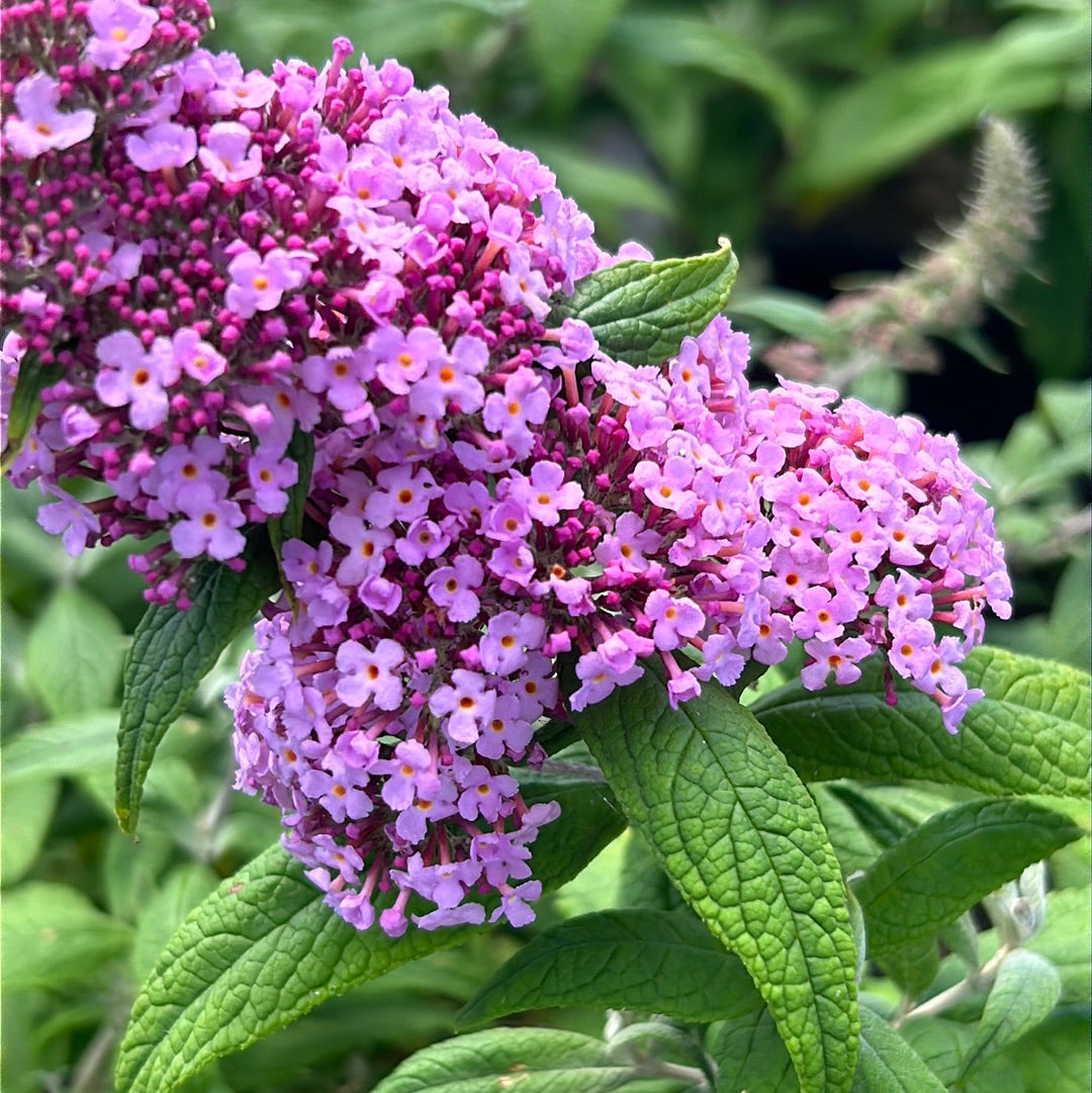 Butterfly Bush Pink Delight #3