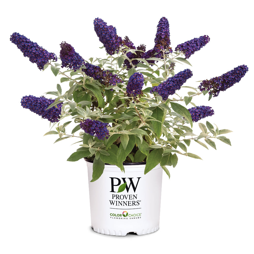 can a butterfly bush be planted in a pot Buddleia Pugster® Blue ~ Butterfly Bush