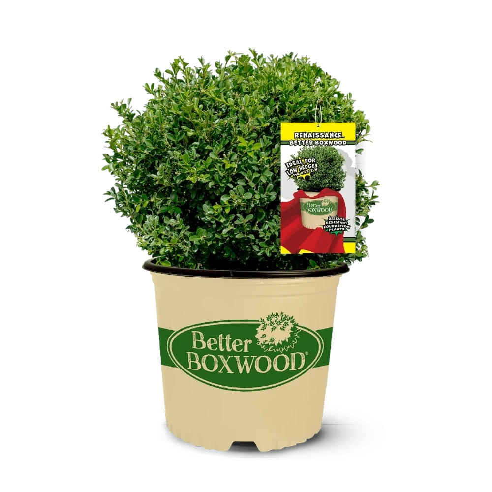planting buxus in pots Buxus BetterBOXWOOD® Renaissance™