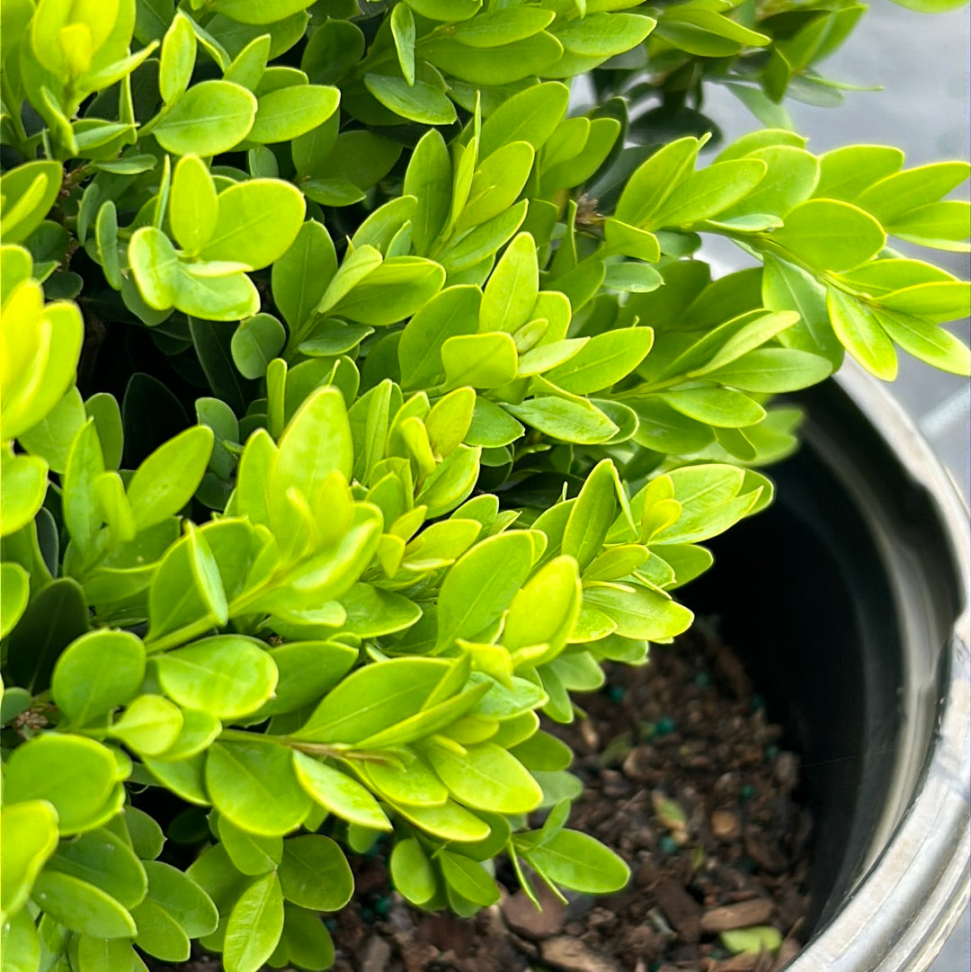 green velvet plant Buxus Green Velvet
