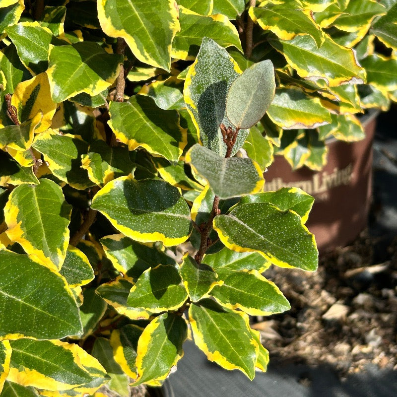 #3 Elaeagnus x ebb SL Olive Martini/ Variegated
