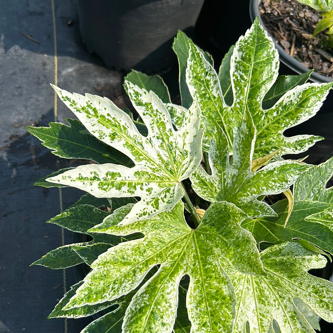Fatsia Spider's Web