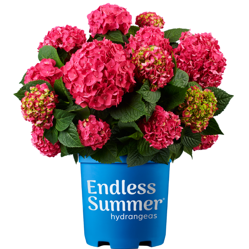 Hydrangea Summer Crush #3