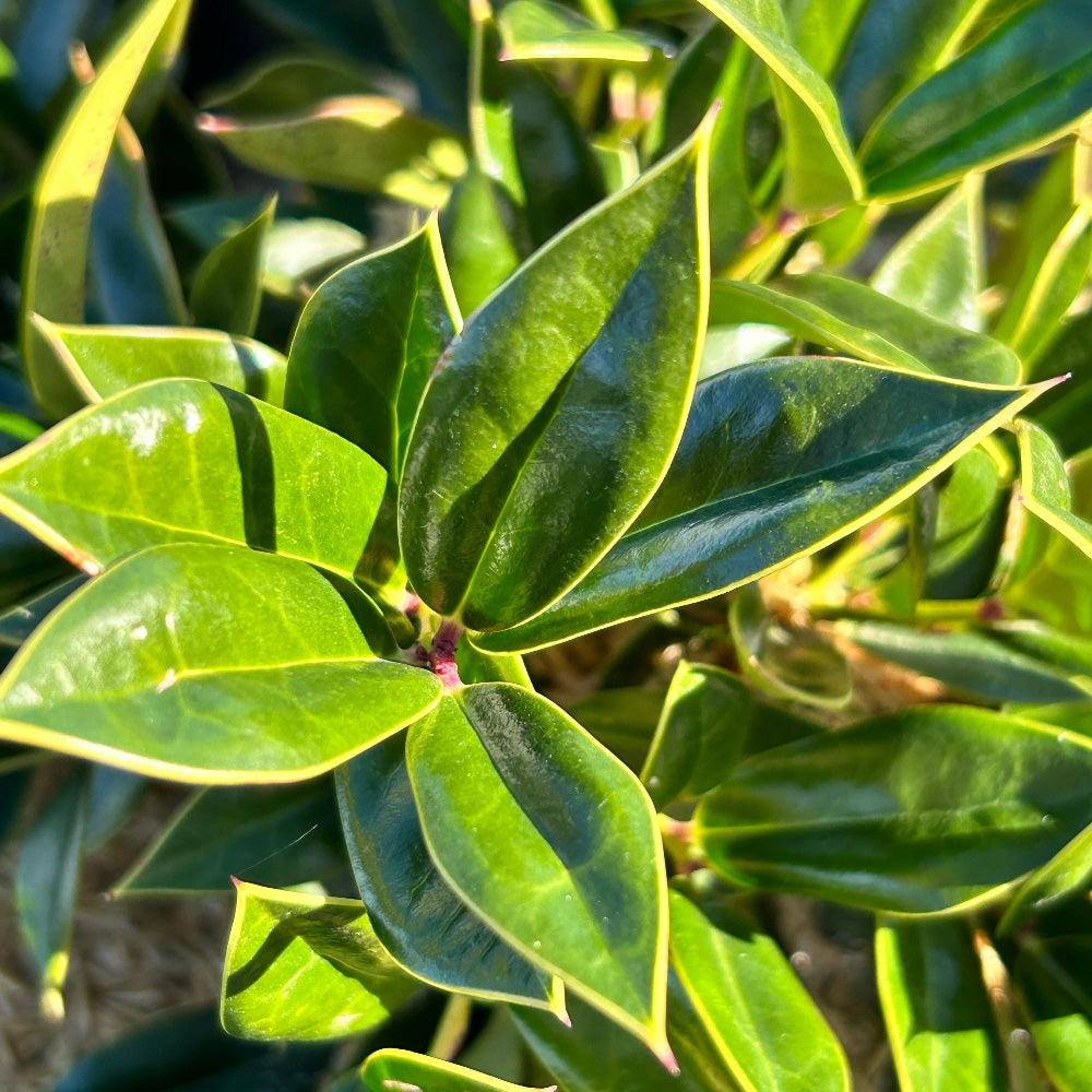 Ilex Carissa