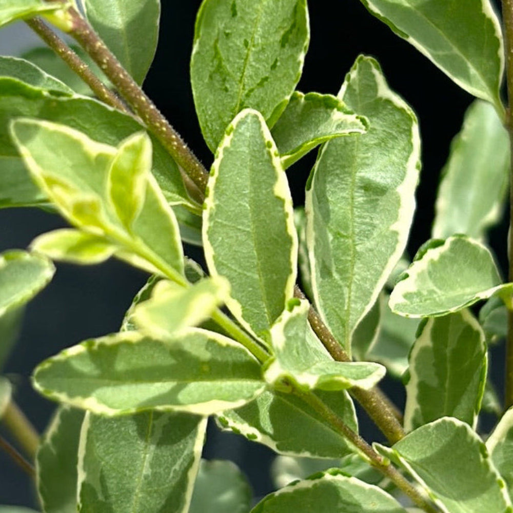 ligustrum variegatum Ligustrum jap. Variegated