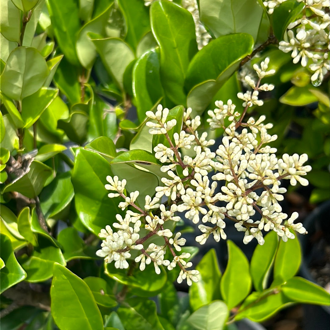 Ligustrum jap. Waxleaf