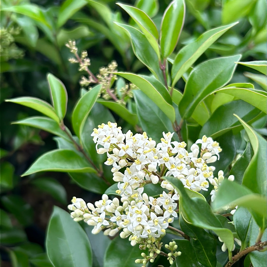 ligustrum Recurve Ligustrum