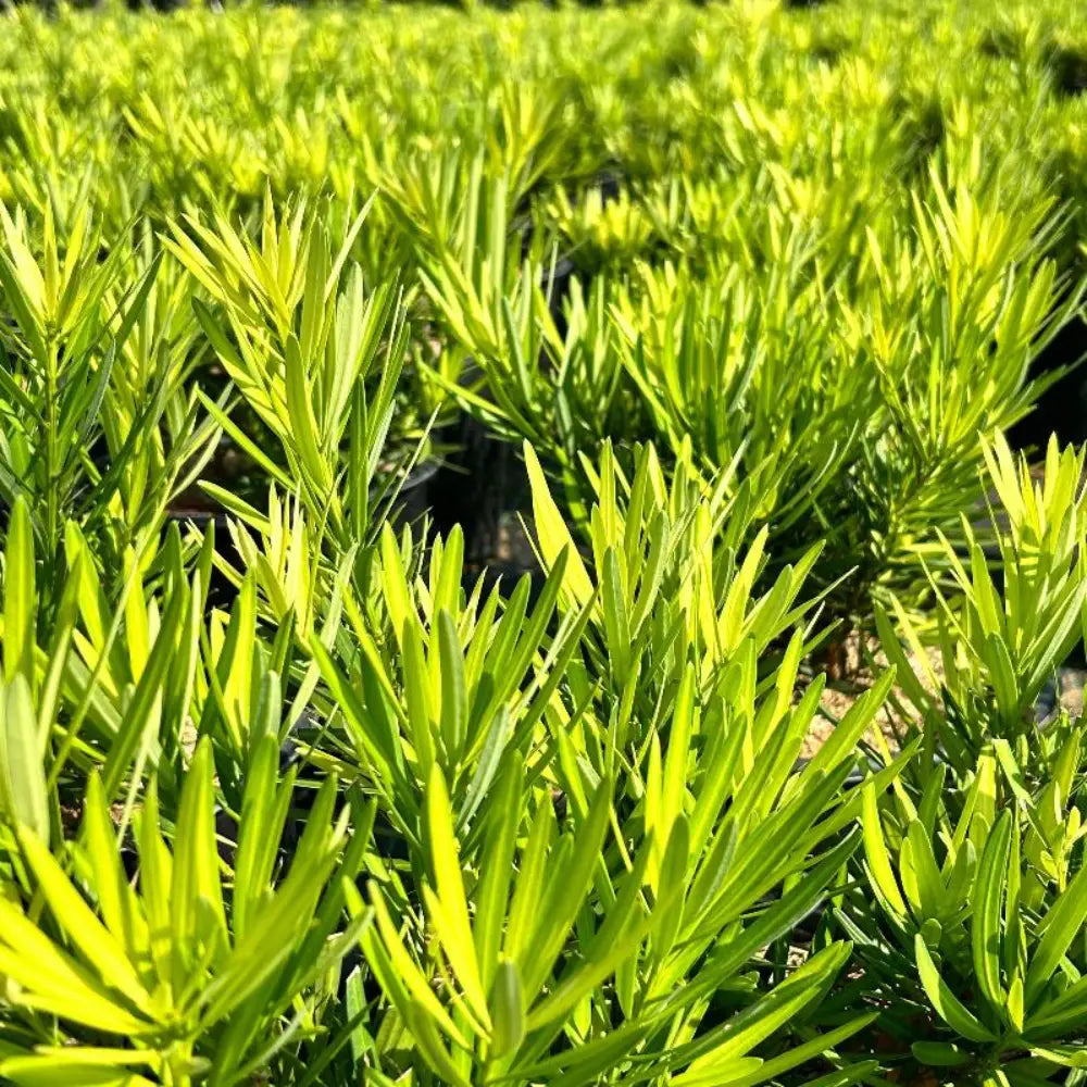 Podocarpus Lemon Sparkler #3