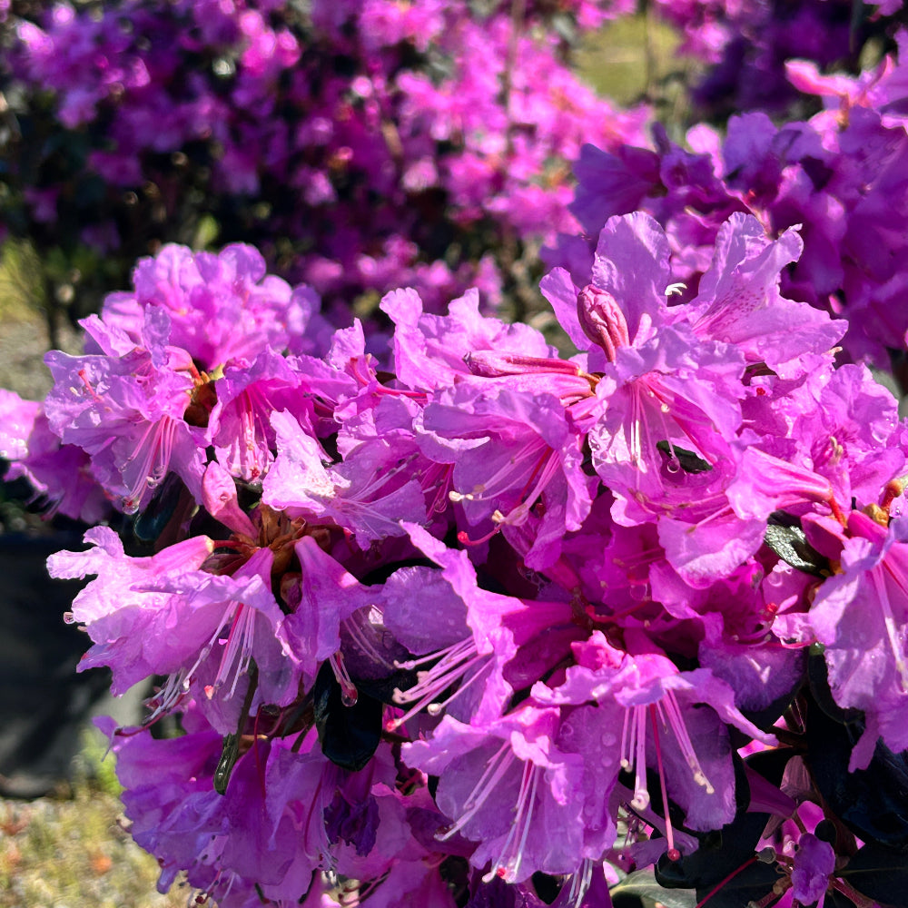 Rhododendron Abby's Re-View®