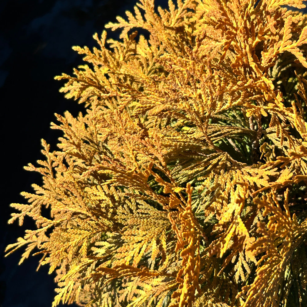 Thuja Golden Globe ~ Arborvitae