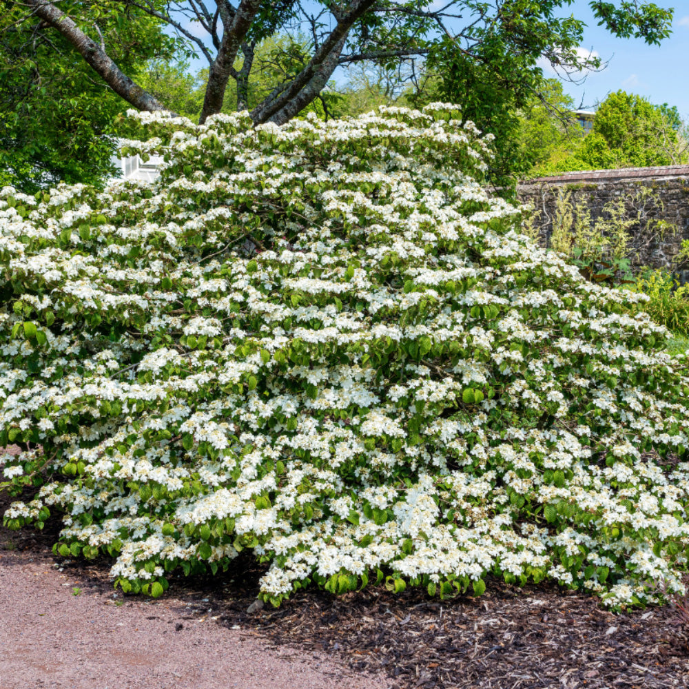 Viburnum Shasta