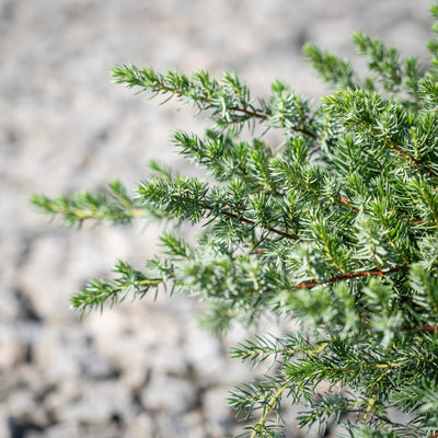 Juniperus conferta 'Blue Pacific' ~ Blue Pacific Shore Juniper