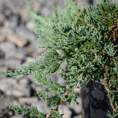 Juniperus horizontalis 'Wiltonii' ~ Blue Rug Juniper
