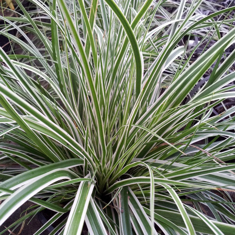 Carex Evercolor® Everest | GoBuyPlants