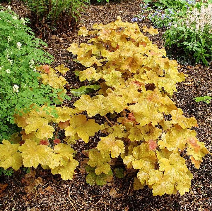 Heuchera Caramel | GoBuyPlants
