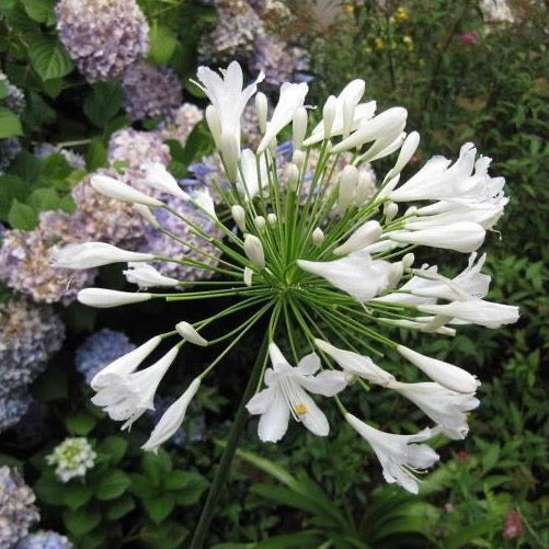 white lily perennial Agapanthus Getty White ~ Lily of the Nile