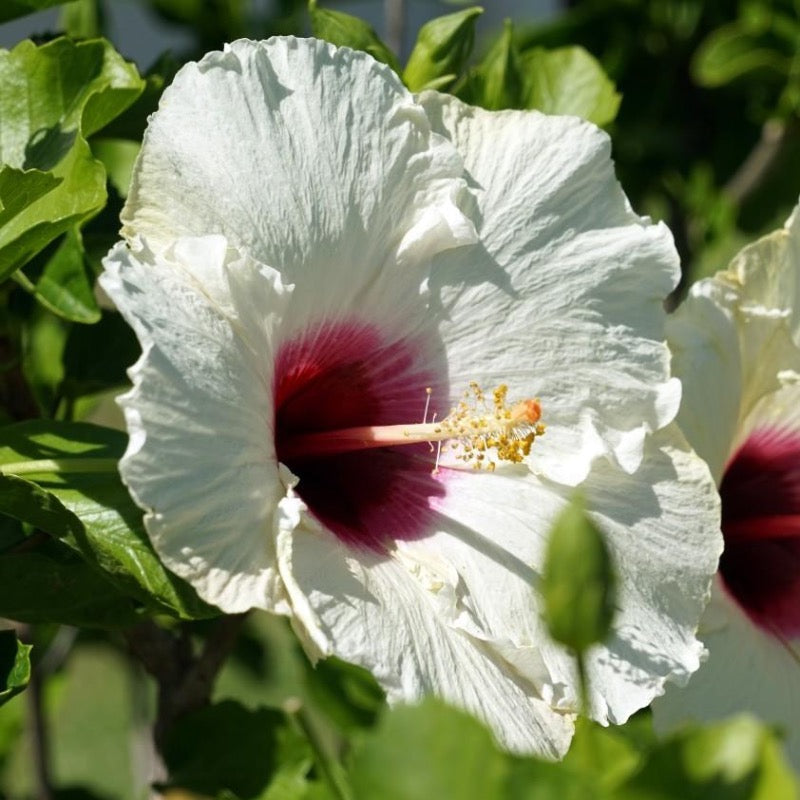 Hibiscus Luna White