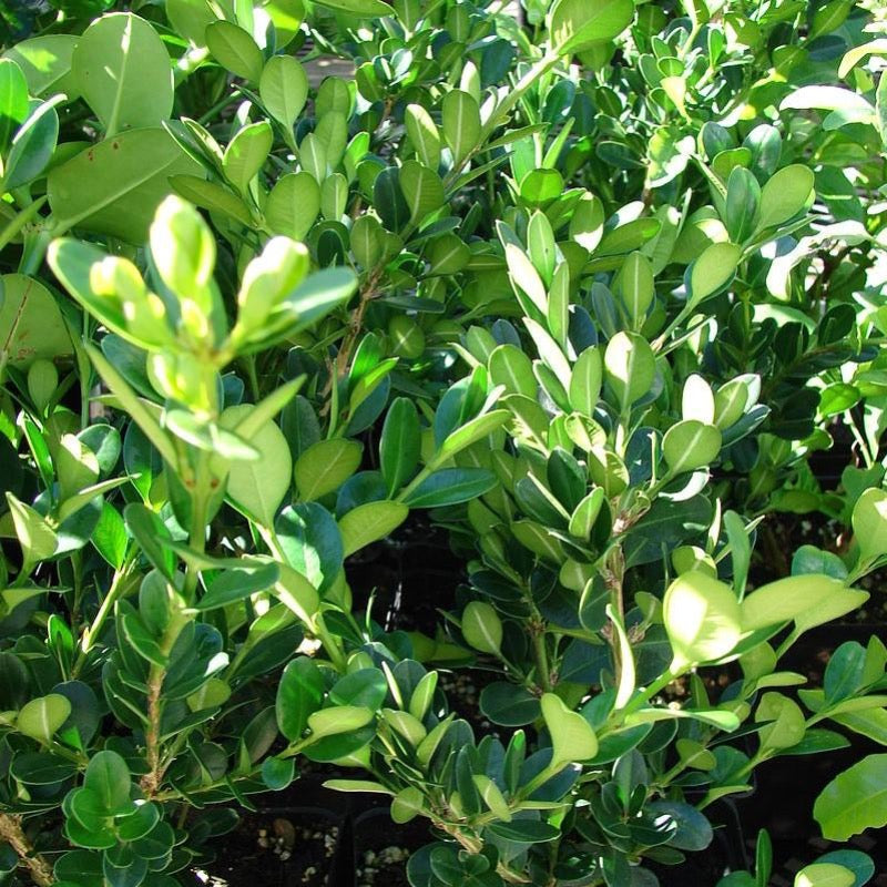 jade plant hedge Buxus Baby Jade™