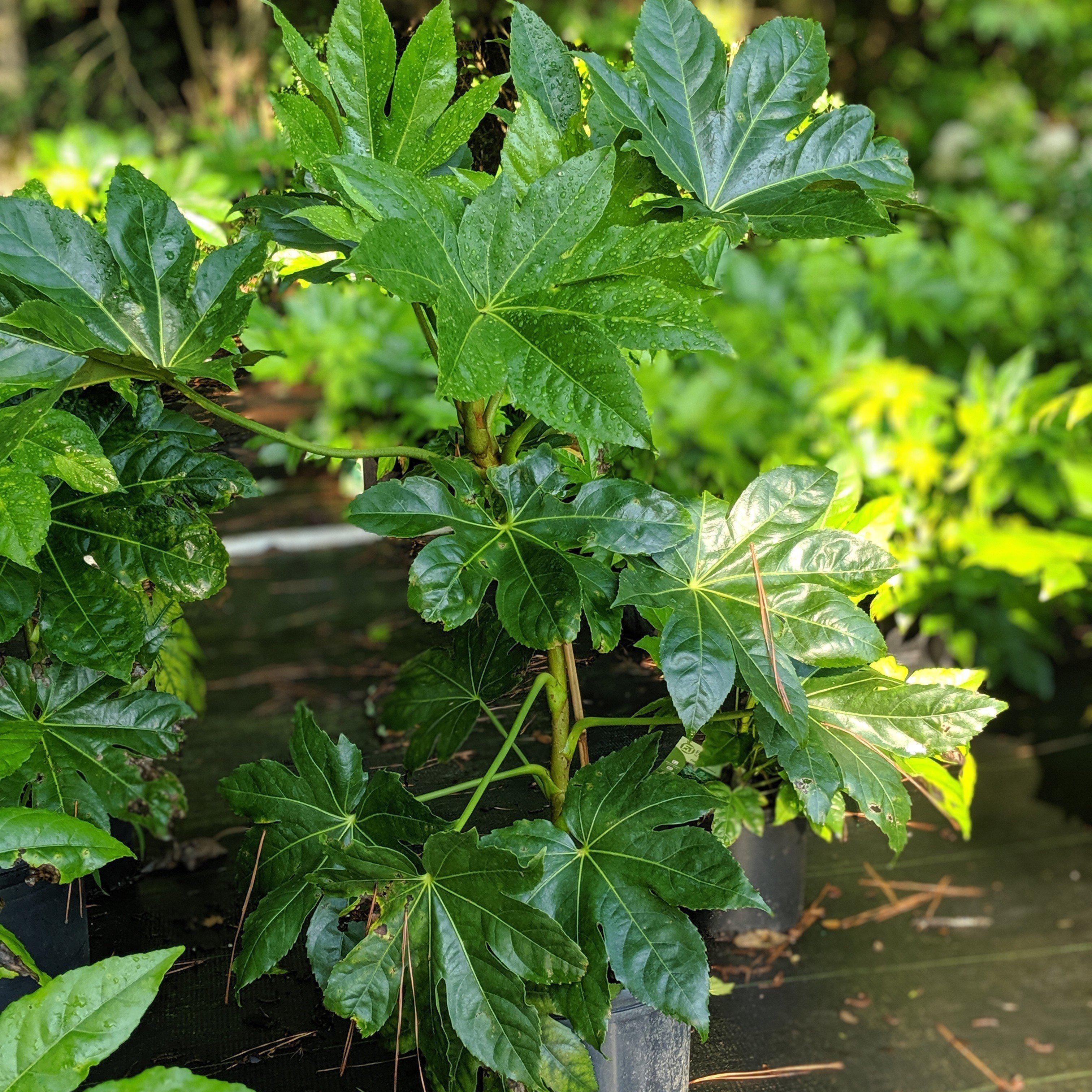Fatsia japonica