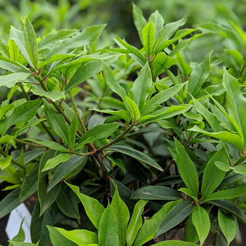 Illicium Anise