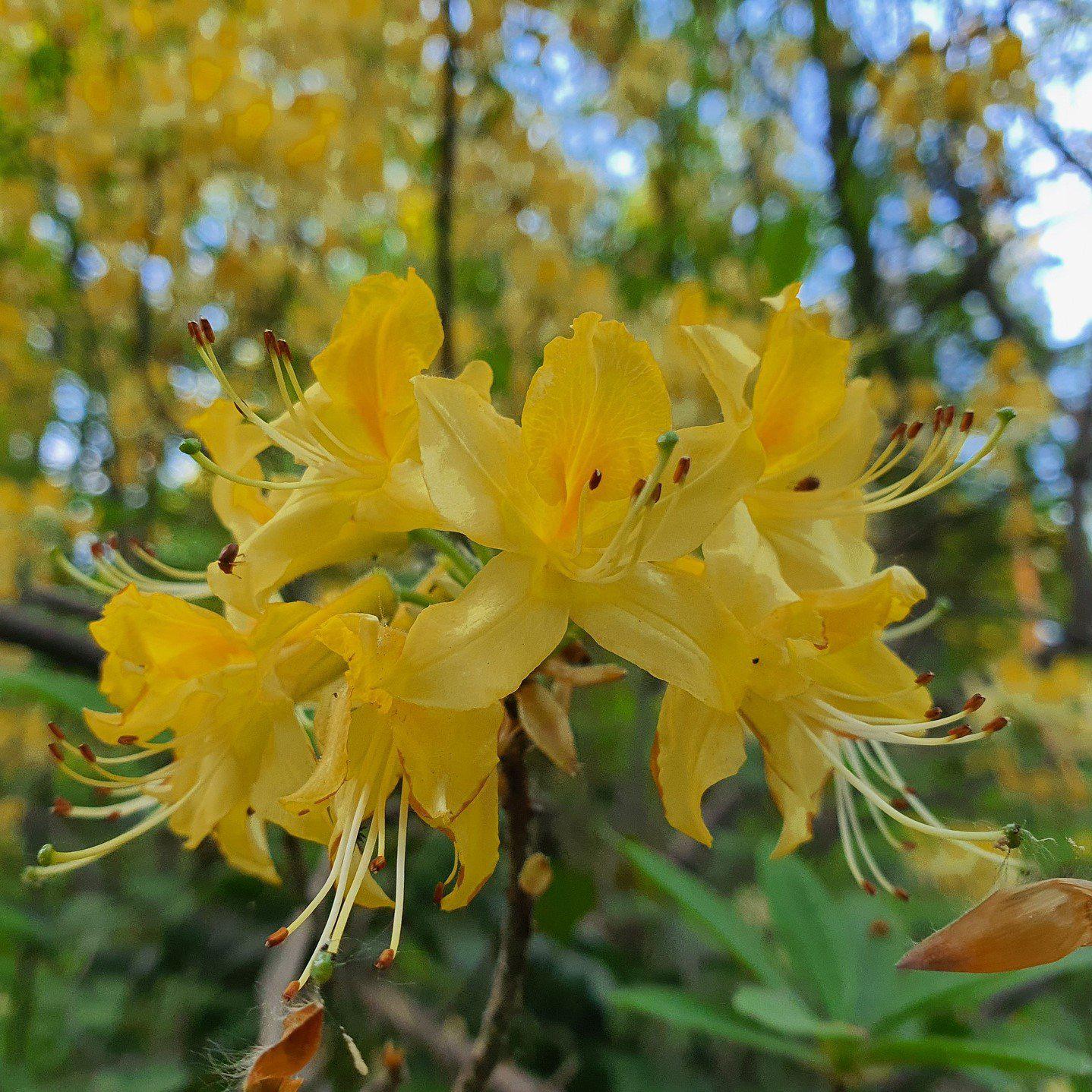 Admiral Semmes Native Azalea, 3 Gallon