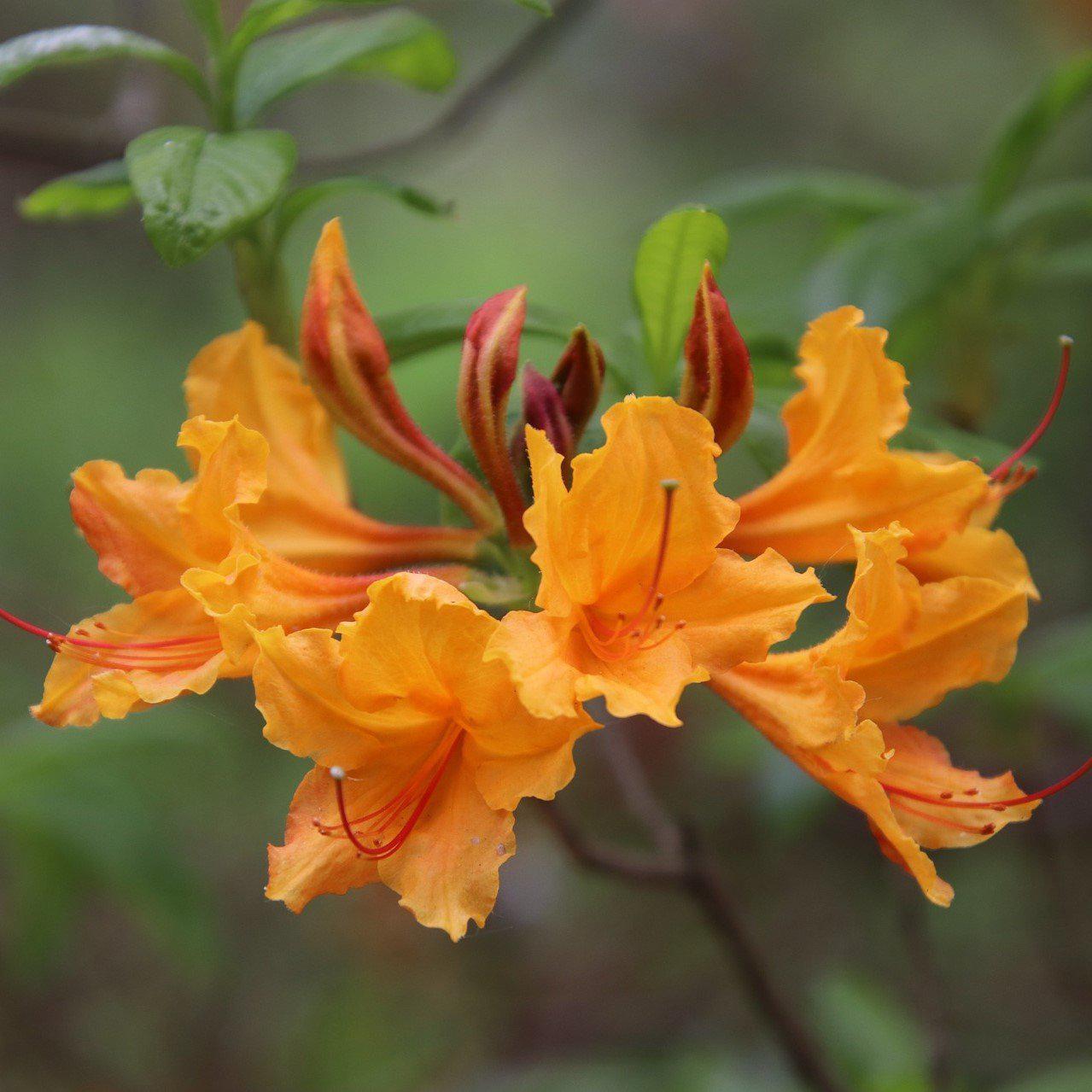Rhododendron Stonewall Jackson
