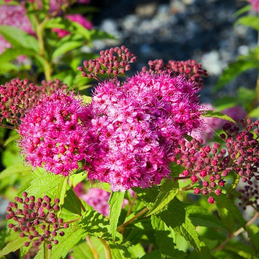 Spiraea Neon Flash