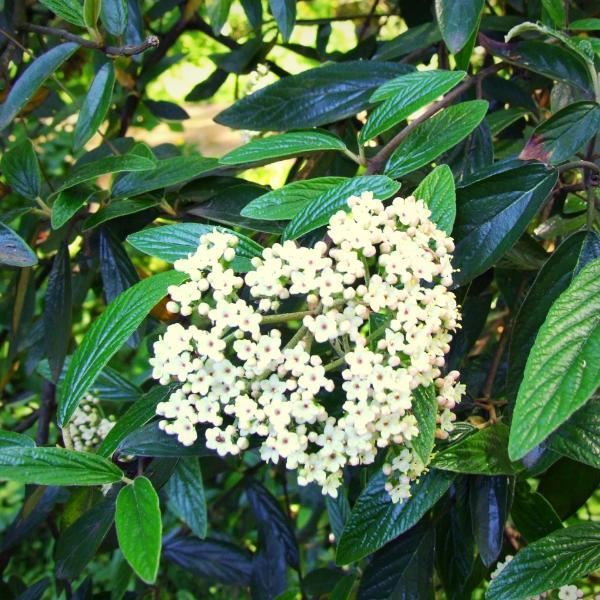 Viburnum Pragense