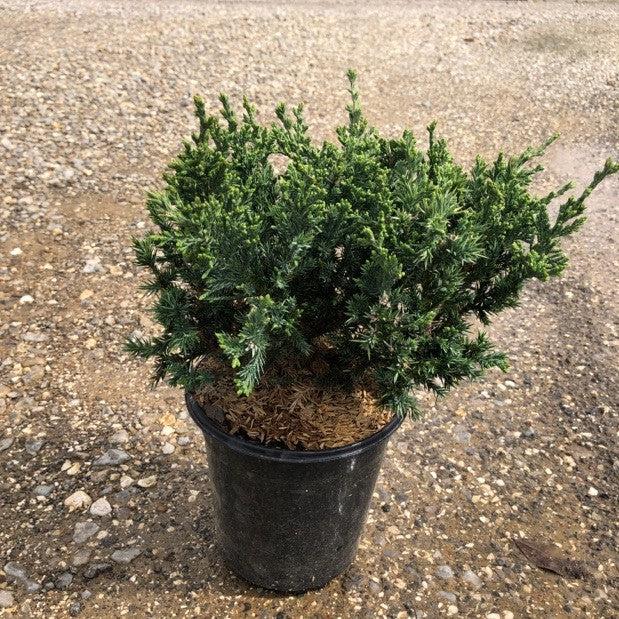 Juniperus squamata expansa 'Parsonii' ~ Parson's Juniper