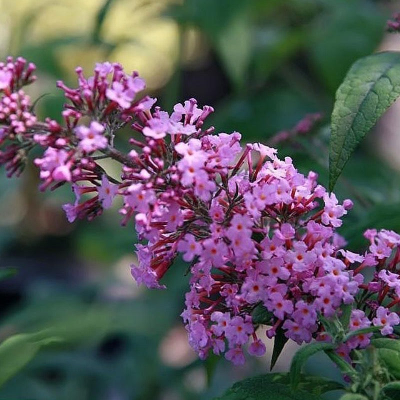Buddleia davidii 'Pink Delight' ~ 'Pink Delight' Butterfly Bush