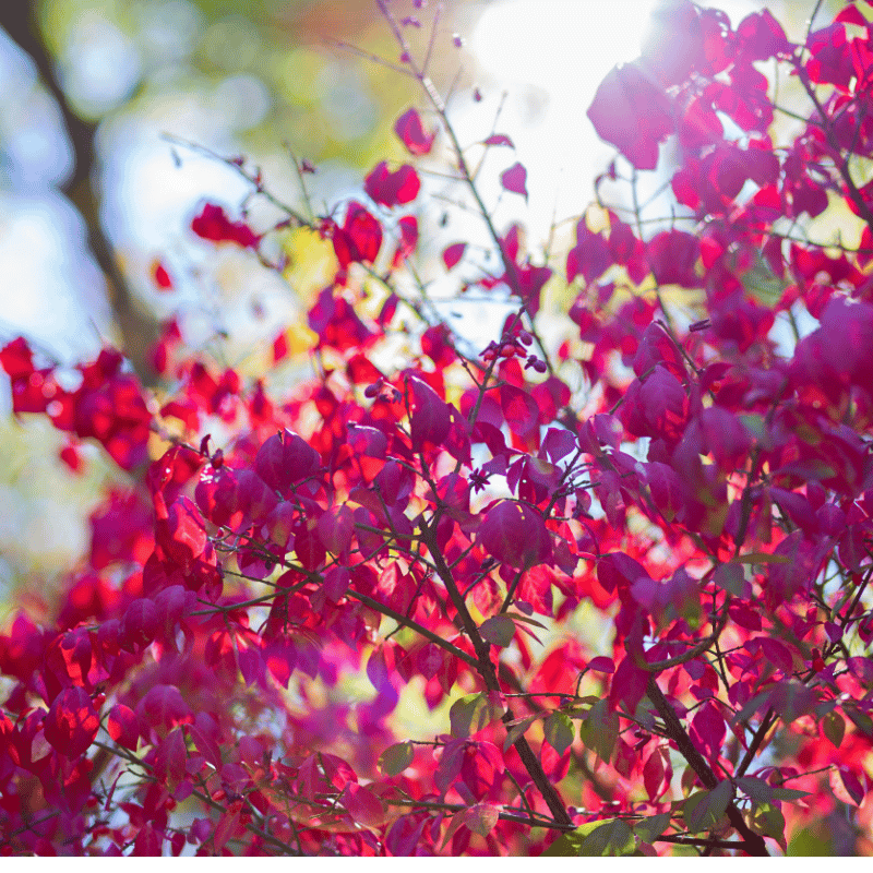 Transform Your Garden with Magical Colors This Fall | GoBuyPlants