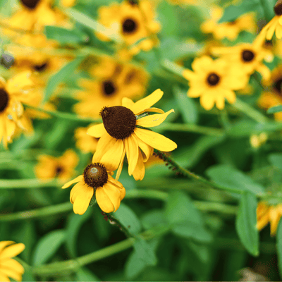 Four Perennials to Transform Your Late Summer Garden