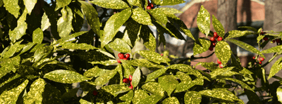 Why an Aucuba Shrub Belongs in Your Garden